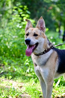 Подросток Грей мечтает стать домашним любимцем