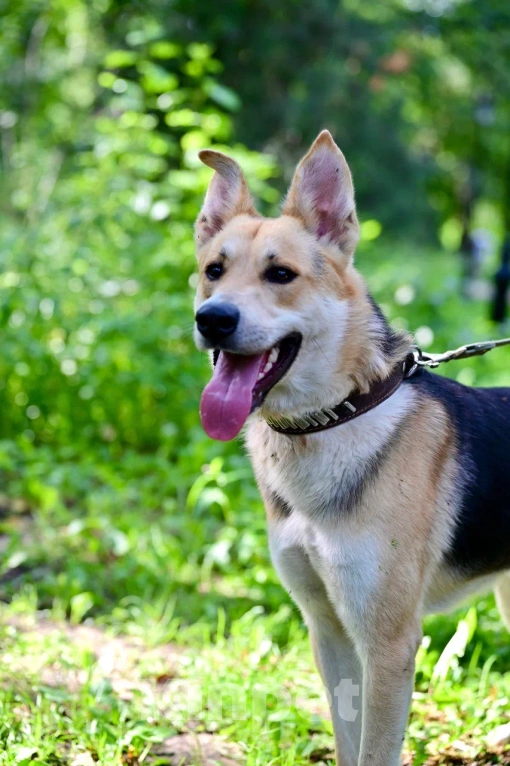 Собаки в Красногорске: Подросток Грей мечтает стать домашним любимцем  Мальчик, Бесплатно - фото 1