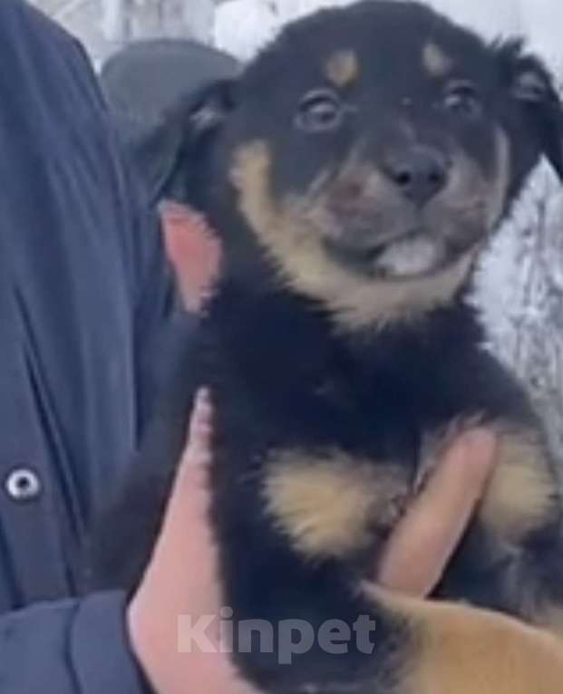 Собаки в Красногорске: Щенок Моника 1,5 месяца в добрые руки  Девочка, Бесплатно - фото 1