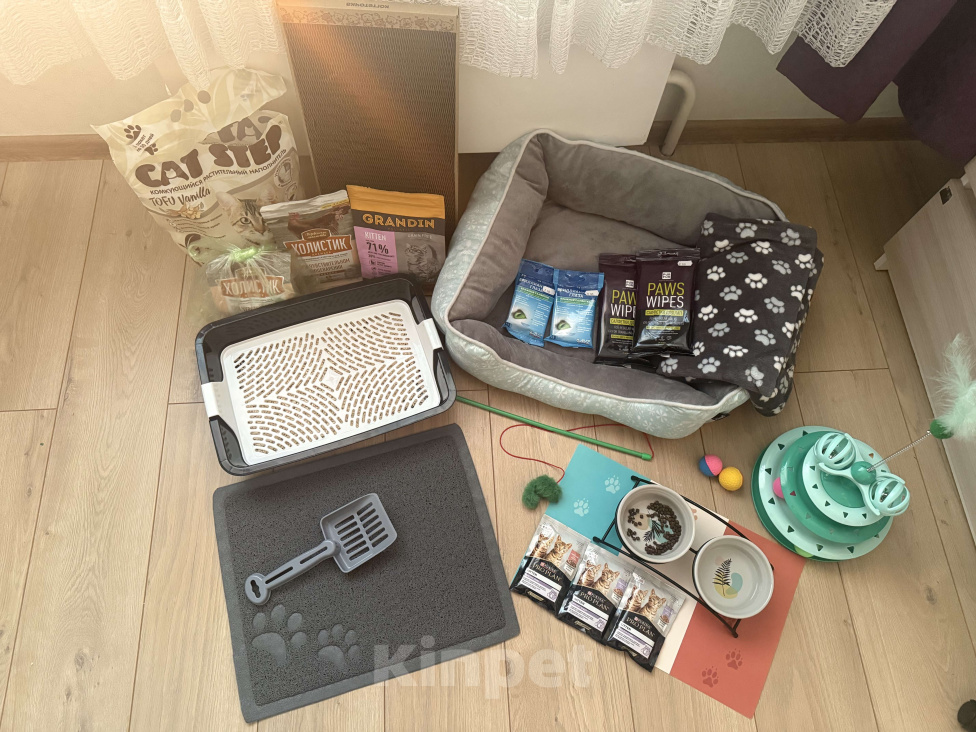 Кошки в Сургуте: Шотландский прямоухий котенок с принадлежностями Мальчик, 25 000 руб. - фото 3