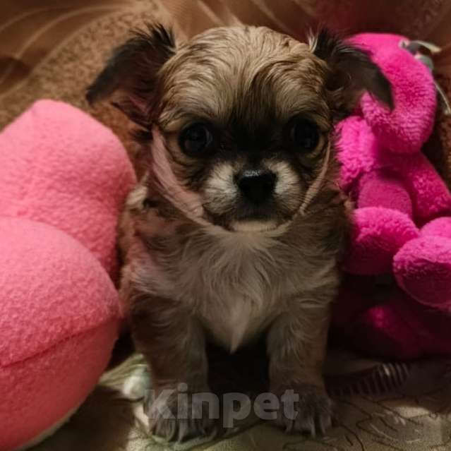 Собаки в Москве: Чихуахуа мальчик  Мальчик, 17 000 руб. - фото 2