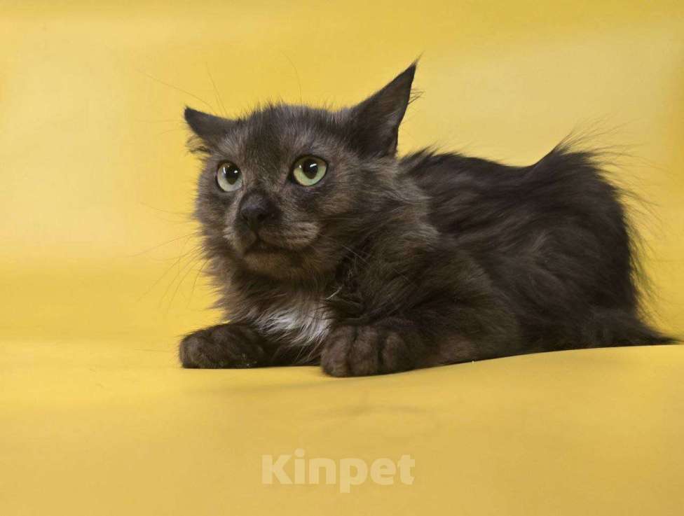 Кошки в Москве: Котик Юша ищет семью Мальчик, Бесплатно - фото 2