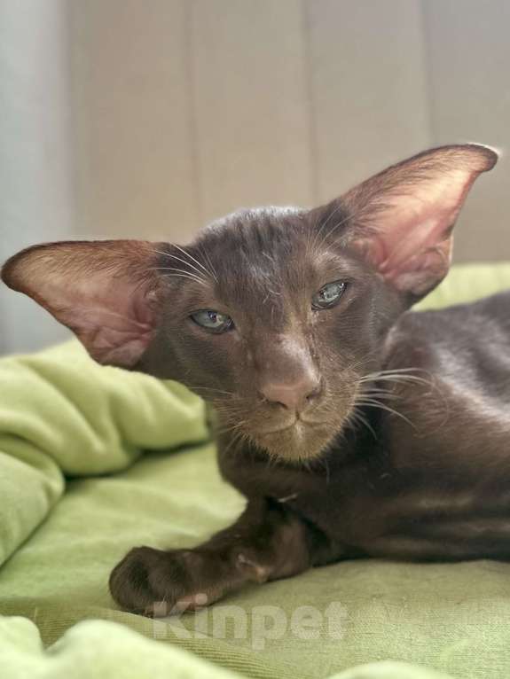 Кошки в Санкт-Петербурге: Котик шоколадного окраса Мальчик, Бесплатно - фото 4