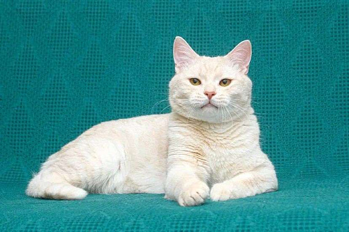 Снежок мега ласковый в поисках семьи