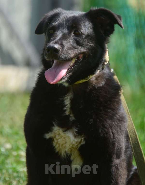 Собаки в Санкт-Петербурге: Герда в поисках самого верного друга. Девочка, Бесплатно - фото 6