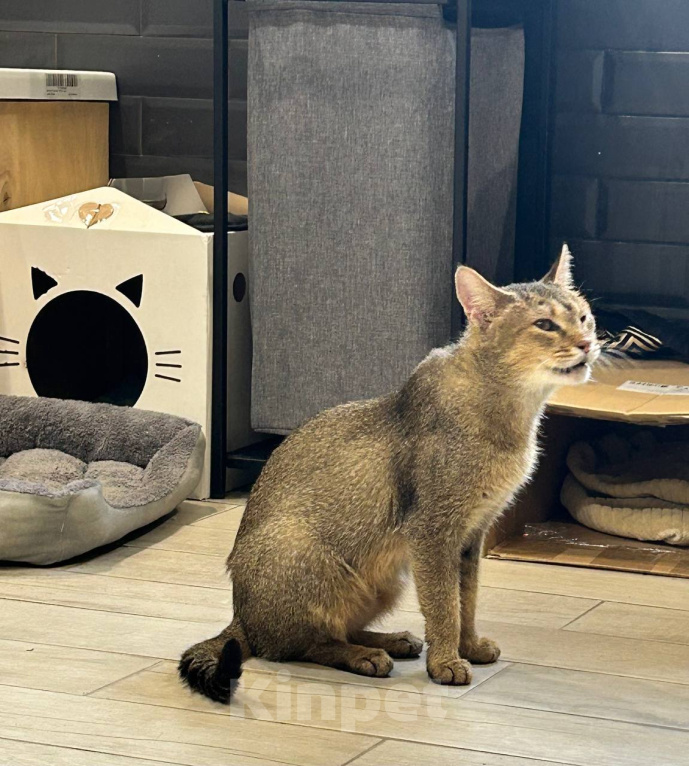 Кошки в других городах Московской области: Найдена кошка Чаузи с котенком Девочка, 5 000 руб. - фото 2