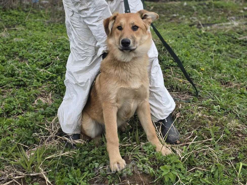 Собаки в других городах Ленинградской области: Самые ласковые щенки-целовашки ищут дом Мальчик, Бесплатно - фото 1