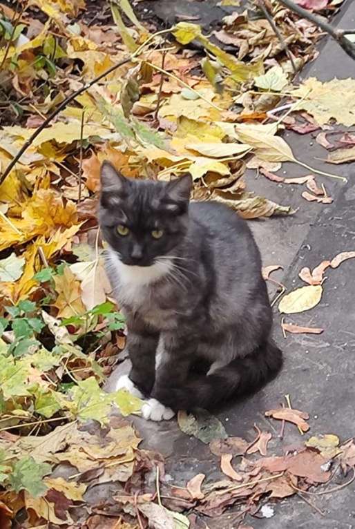 Кошки в Москве: Зайка Мальчик, Бесплатно - фото 3