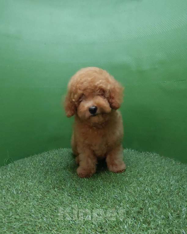 Собаки в других городах Московской области: Шикарный рыжий мальчик Тобби. Мальчик, 100 000 руб. - фото 3