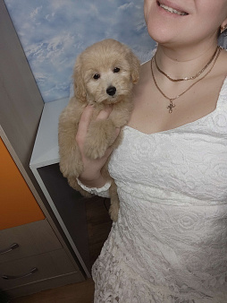 Той пудель девочка 