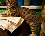 Кошки в Ижевске: Вязка бенгала, 1 000 руб. - фото 2