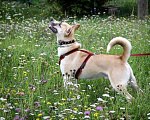 Собаки в Москве: МАКС, 2,5 года, Бесплатно - фото 3