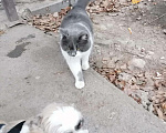 Кошки в Кингисеппе: Котик, Бесплатно - фото 4