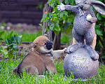 Собаки в Москве: Продаются щенки сиба ину от родителей чемпионов Мальчик, 80 000 руб. - фото 9