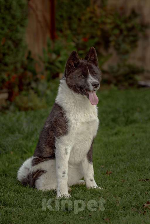 Собаки в Домодедово: Американская Акита  Девочка, 25 000 руб. - фото 3