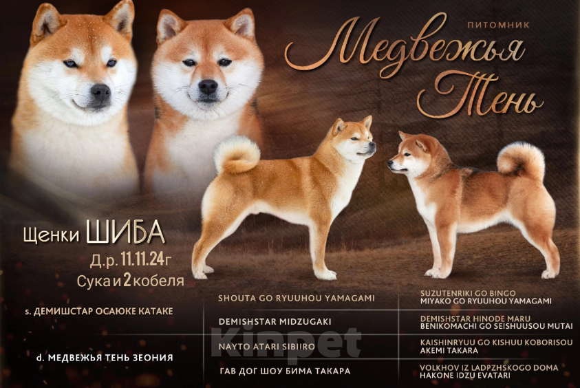 Собаки в Санкт-Петербурге: Сиба мальчик Мальчик, 70 000 руб. - фото 2