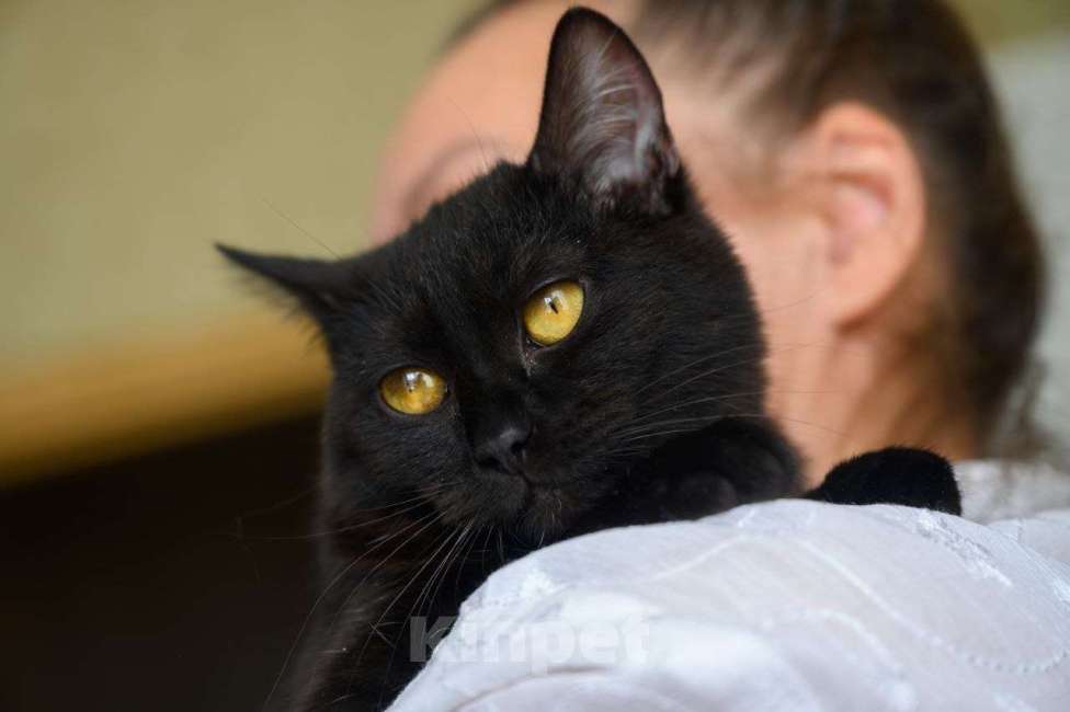 Кошки в Москве: Смородинка ищет дом Девочка, Бесплатно - фото 2