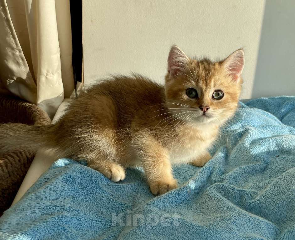 Кошки в Санкт-Петербурге: Золотые британские котята Мальчик, Бесплатно - фото 2