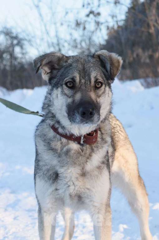 Собаки в Москве: Марси нужен дом  Девочка, Бесплатно - фото 1