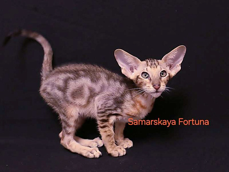 Мраморный  котик