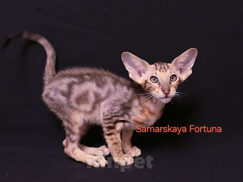 Кошки в других городах Самарской области: Мраморный  котик Мальчик, 55 000 руб. - фото 1
