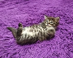 Кошки в Ярославле: Мейн Кун котята Девочка, 5 000 руб. - фото 1