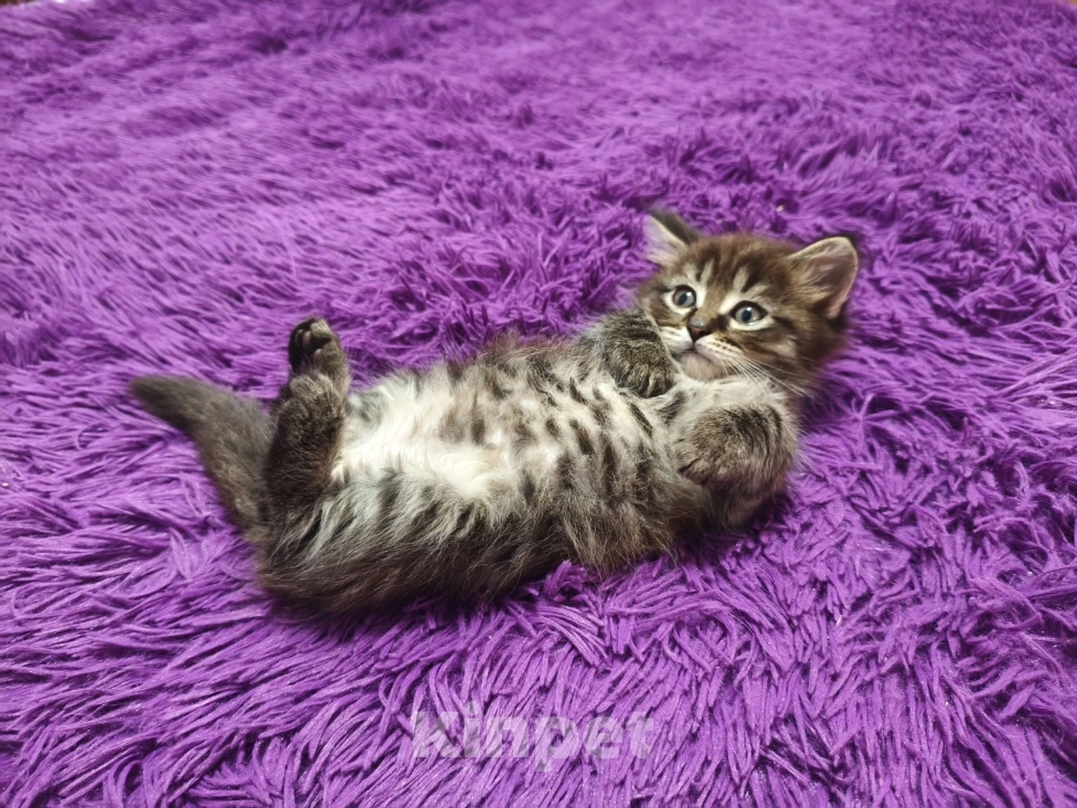 Кошки в Ярославле: Мейн Кун котята Девочка, 5 000 руб. - фото 1