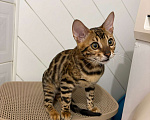 Кошки в Армавире: Бенгальский котëнок Мальчик, Бесплатно - фото 1