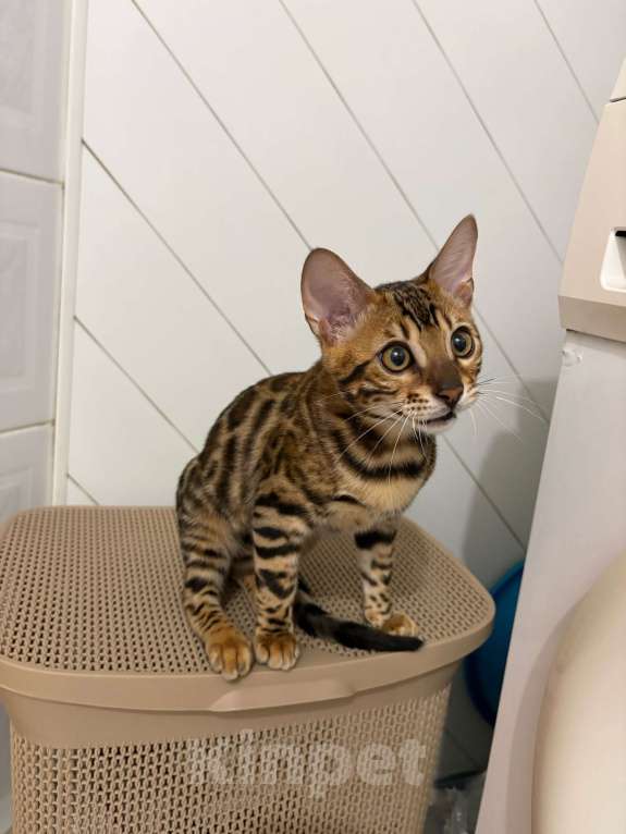 Кошки в Армавире: Бенгальский котëнок Мальчик, Бесплатно - фото 1