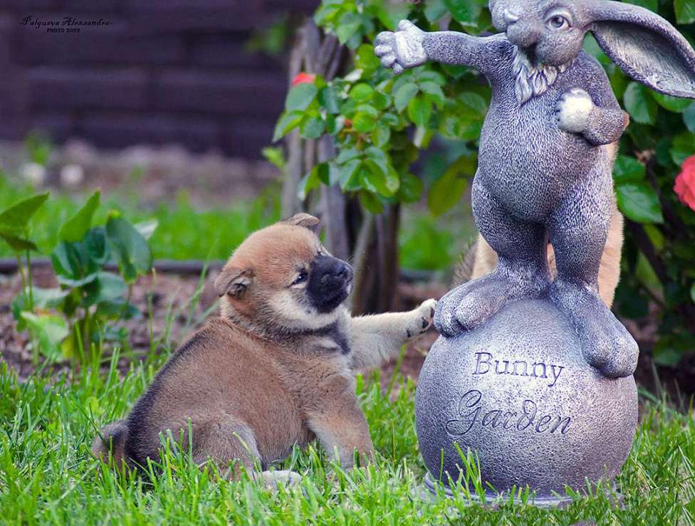 Собаки в Москве: Продаются щенки сиба ину от родителей чемпионов Мальчик, 80 000 руб. - фото 9