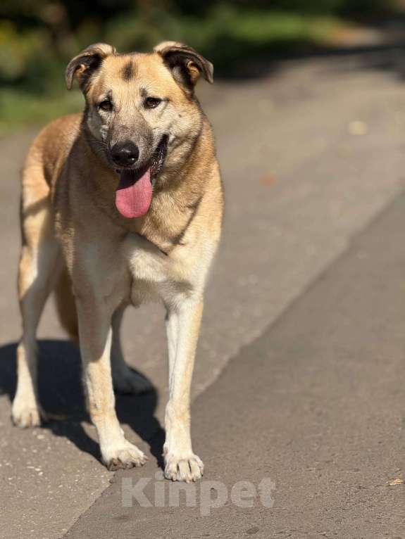 Собаки в Москве: Дейзи  Девочка, Бесплатно - фото 7