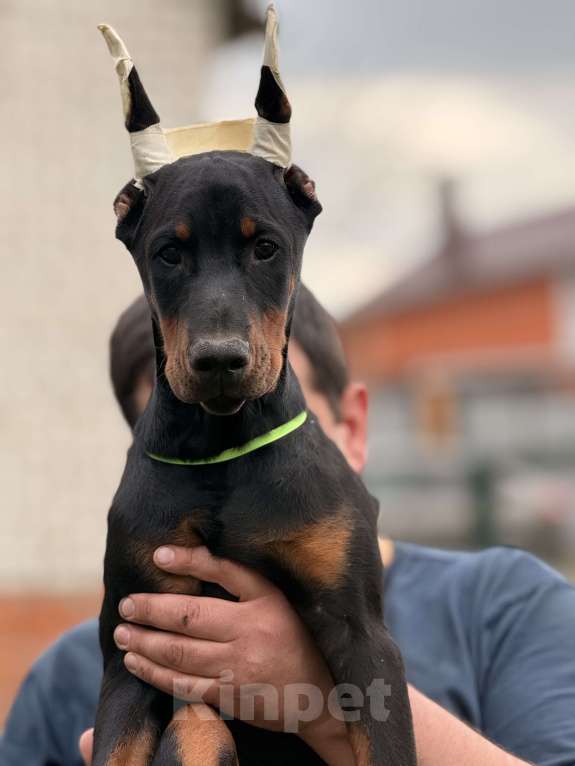 Собаки в Москве: щенок добермана Девочка, 80 000 руб. - фото 7