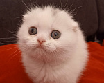Кошки в Москве: Вислоухий шотландский белоснежный котенок Мальчик, 30 000 руб. - фото 1
