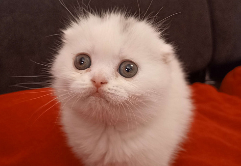 Объявление: Вислоухий шотландский белоснежный котенок, 30 000 руб., Москва