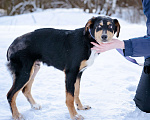 Собаки в Солнечногорске: Щенок в добрые руки Мальчик, Бесплатно - фото 5