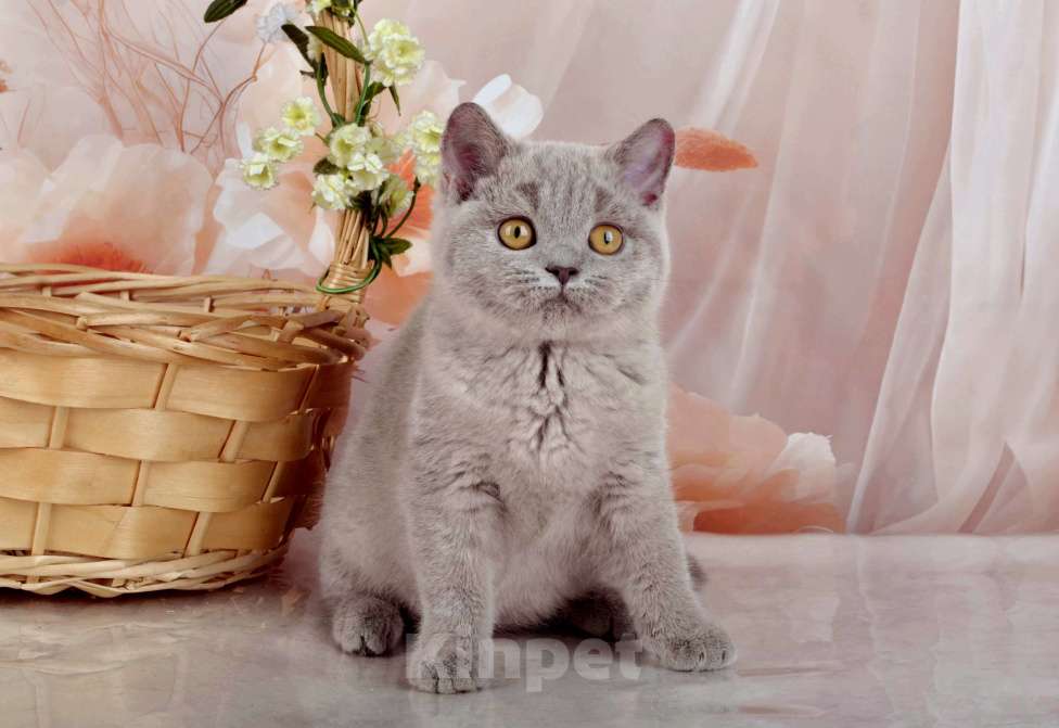 Кошки в Санкт-Петербурге: Британская милашка - сладкая мордашка Девочка, 50 000 руб. - фото 8