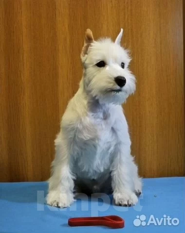 Собаки в Омске: Щенки цвергшнауцера Мальчик, Бесплатно - фото 1