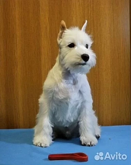 Щенки цвергшнауцера