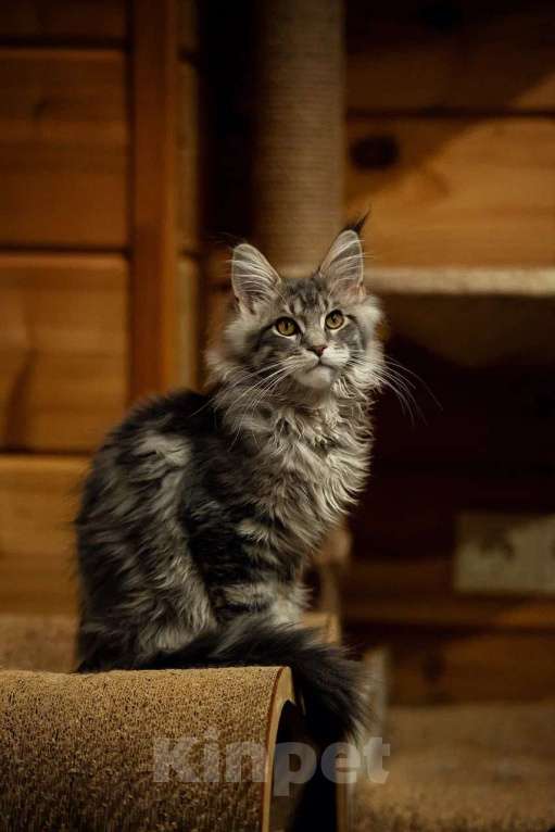 Кошки в Москве: Мейн-кун котенок крупный в любимцы и  в разведние Мальчик, 90 000 руб. - фото 5