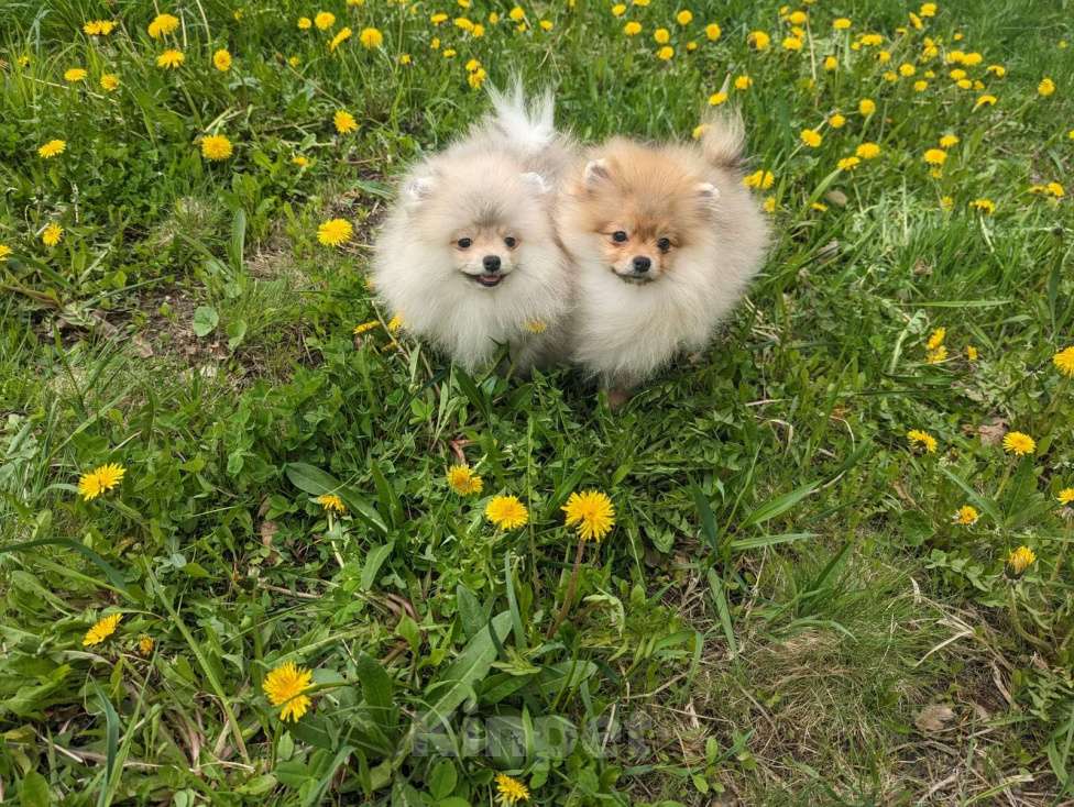 Собаки в Зеленограде: Щенки померанского шпица Девочка, 32 000 руб. - фото 2