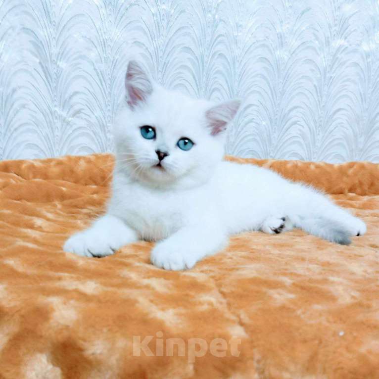Кошки в Миассе: Ornella Silver Dew Девочка, 35 000 руб. - фото 7