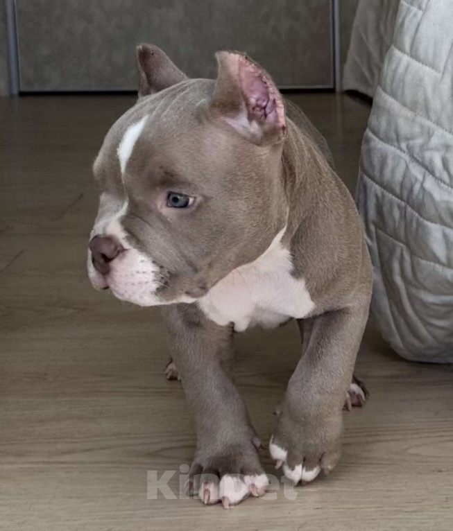Собаки в Лыткарино: Очаровательный малыш Американский Булли Мальчик, 150 000 руб. - фото 4