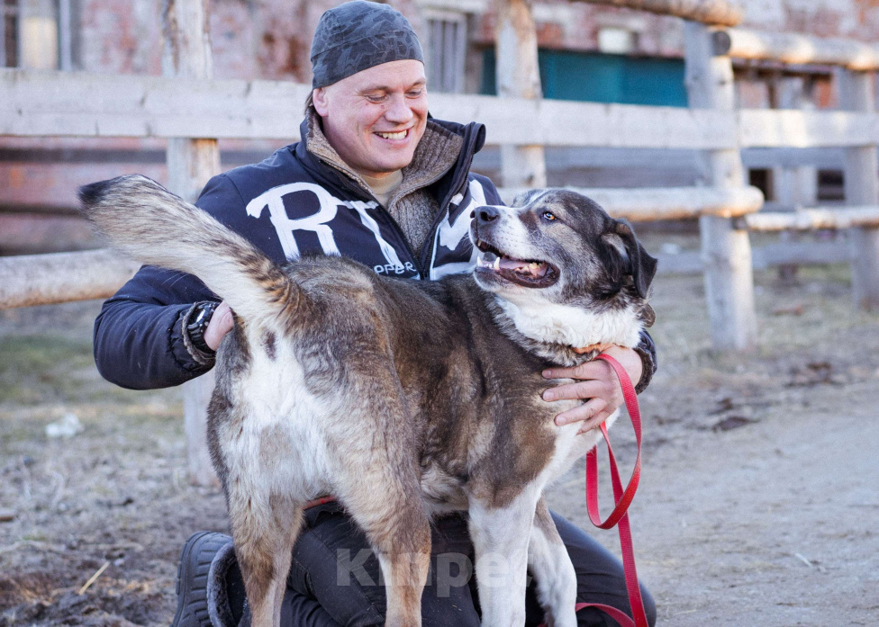 Собаки в Москве: Собака прошедшая СВО и избежавшая усыпления в поисках самого лучшего дома! Девочка, Бесплатно - фото 2