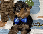 Собаки в Москве: Йоркширский терьер мальчик Мальчик, 60 000 руб. - фото 3