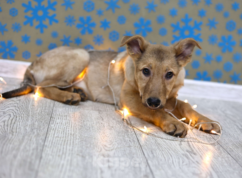 Собаки в Москве: Щенки бесплатно в Москве Девочка, Бесплатно - фото 2