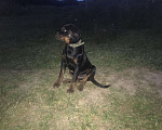 Собаки в Рязани: Рекс Мальчик, 10 000 руб. - фото 1