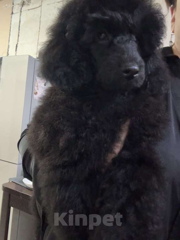 Собаки в Калининграде: Миниатюрный пудель Девочка, 70 000 руб. - фото 6