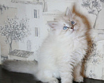 Кошки в Кирове: Шикарный малыш  Мальчик, 30 000 руб. - фото 3