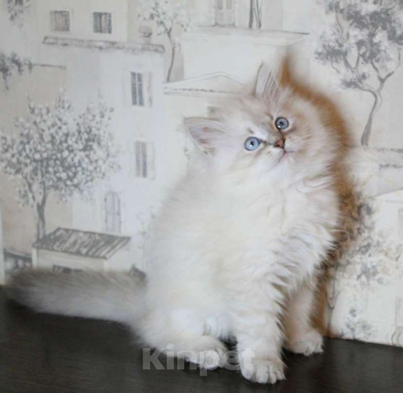 Кошки в Кирове: Шикарный малыш  Мальчик, 30 000 руб. - фото 3