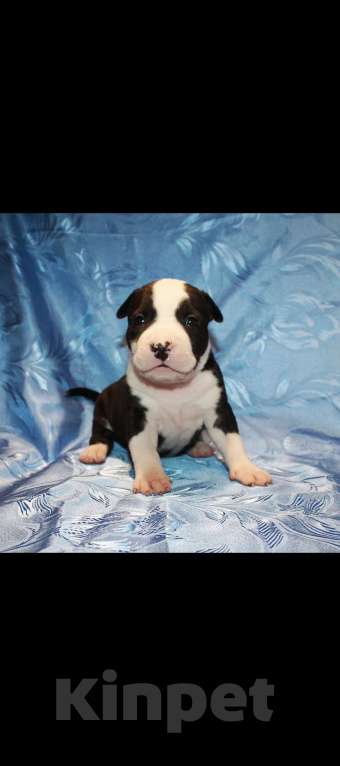 Собаки в Иркутске: Щенки АСТ Разнополые, 15 000 руб. - фото 6